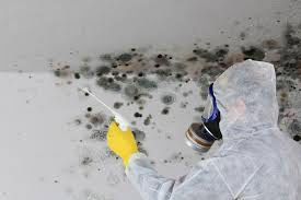 Reliable Minier, IL Mold Removal & Remediation Solutions